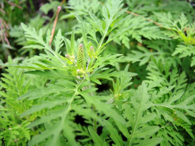 Ragweed (Ambrosia artemisiifolia) - beginning of flowering