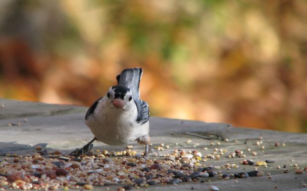 White breasted nuthatch
