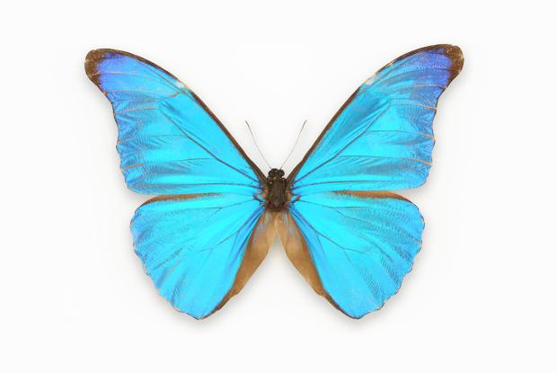 Morpho rhetenor.