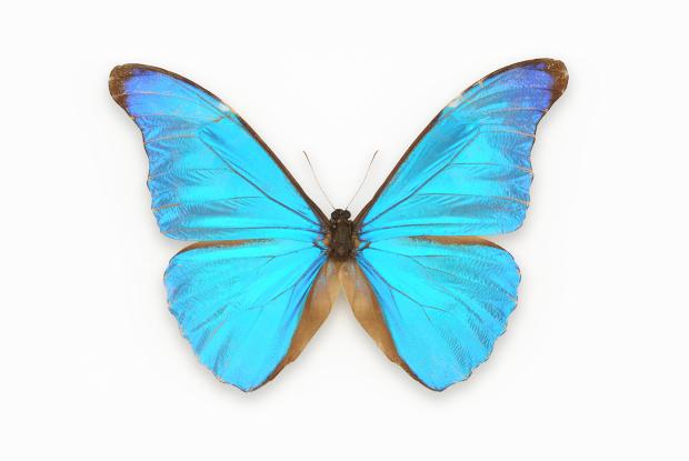 Morpho rhetenor.