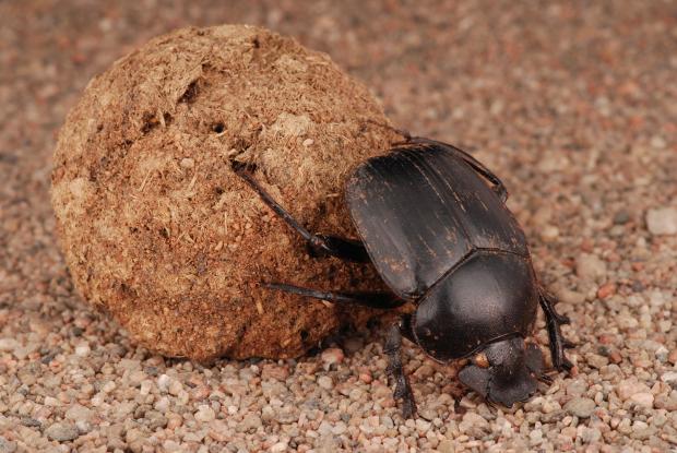 Scarabaeus sacer.