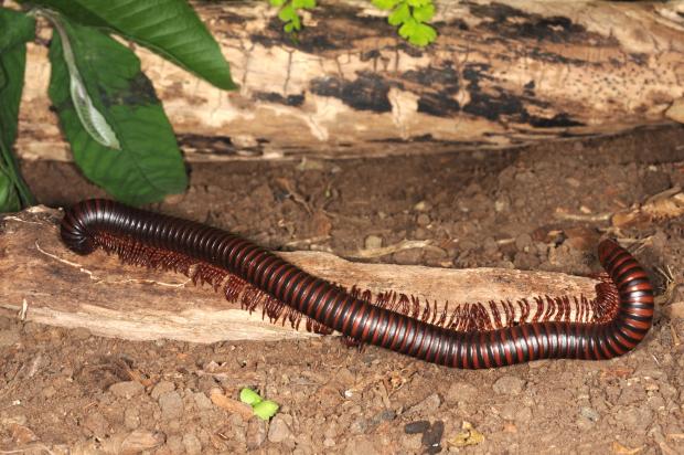 Archispirostreptus gigas.