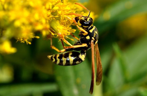 Polistes dominula.