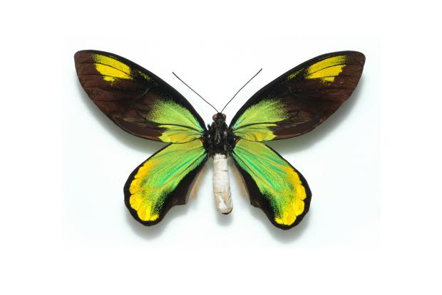 Ornithoptera victoriae.