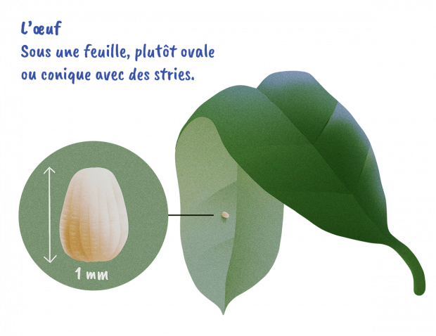 L'oeuf - Sous une feuille, plutôt ovale ou conique avec des stries - 1mm