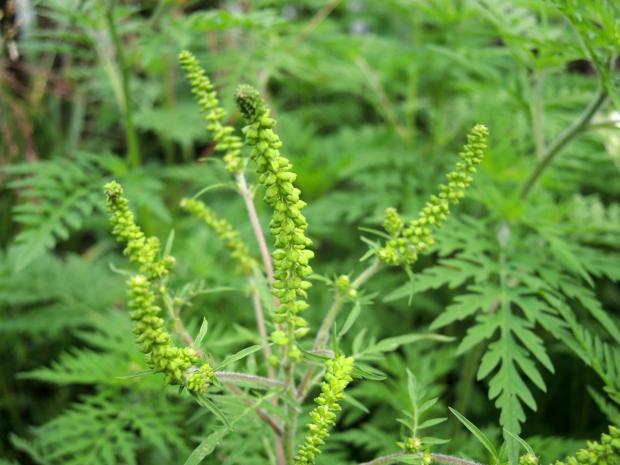 Ragweed (Ambrosia artemisiifolia) - inflorescence