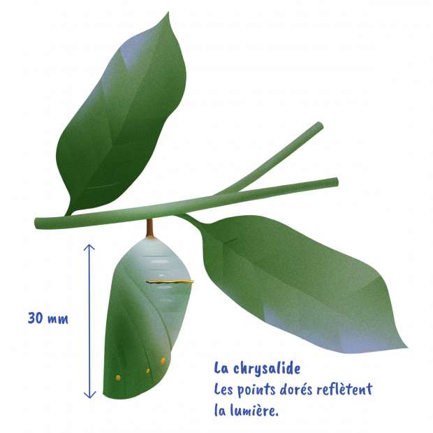 La chrysalide - Les points dorés reflètent la lumière - 30 mm