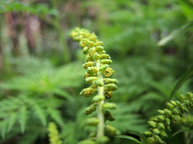 Ragweed (Ambrosia artemisiifolia) - male flowers releasing pollen