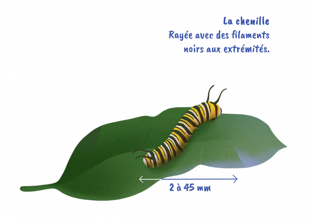 La chenille - Rayée avec des filaments noirs aux extrémités - 2 à 45 mm