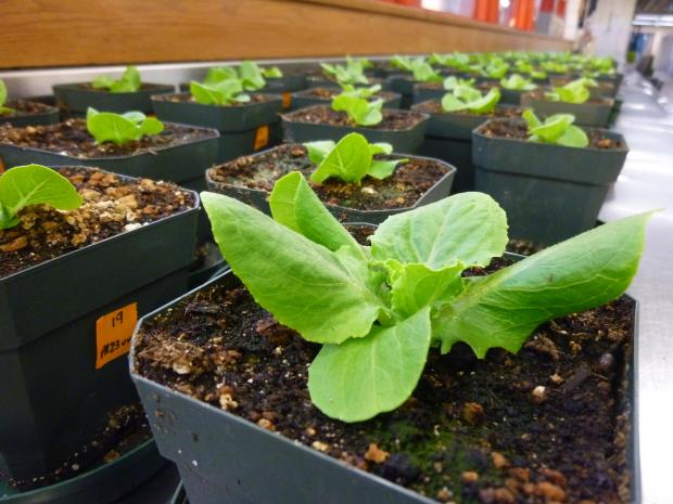 Potted lettuce