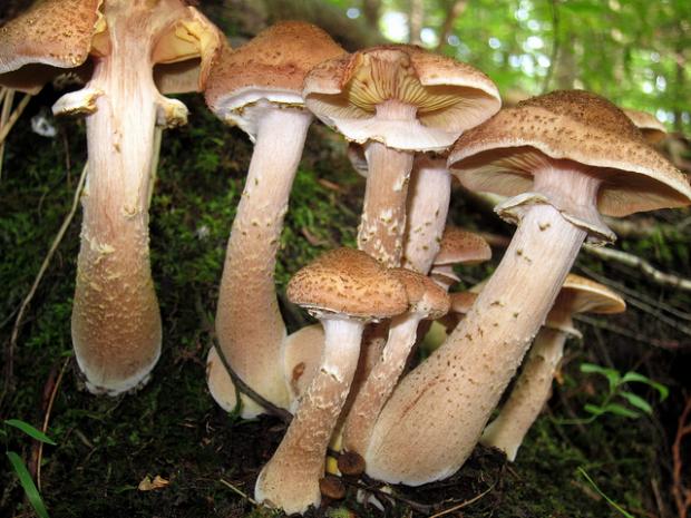 Armillaria mellea