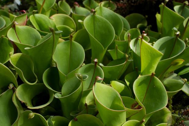 Heliamphora minor