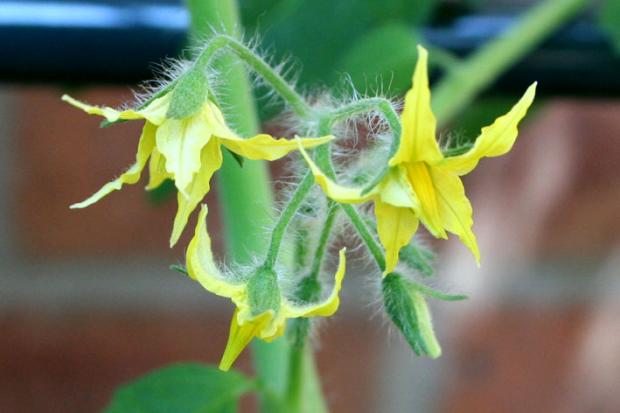 tomato flower (Solanum lycopersicum)