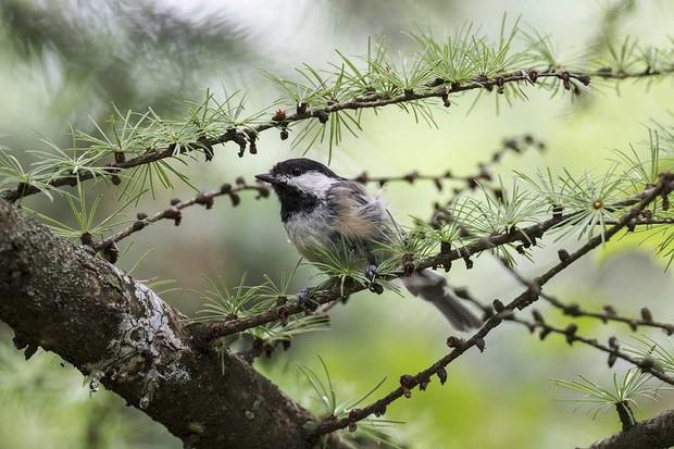 Mésange à tête noire