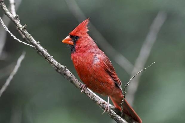 Cardinal rouge