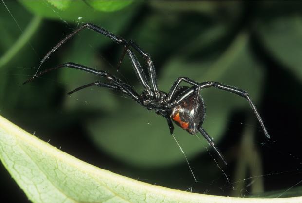 Latrodectus hesperus.