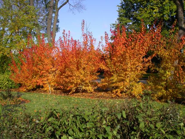 Acer tataricum ssp. ginnala.
