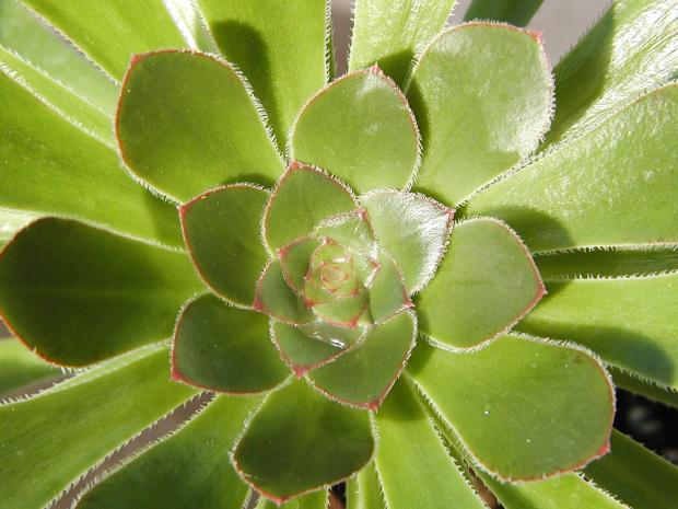 Succulent plant (<em>Aeonium rubrolineatum</em>)