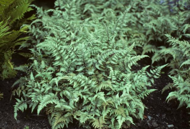 Athyrium nipponicum 'Pictum'