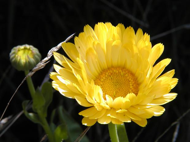Calendula officinalis