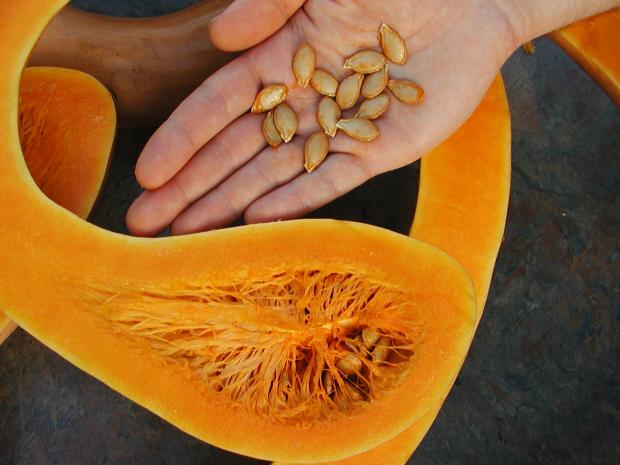 Cucurbita moschata 'Trombocino'