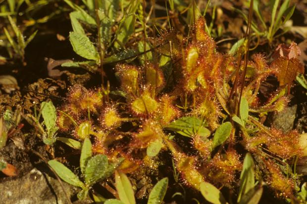 Drosera rotundifolia.