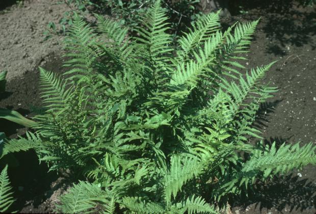 Dryopteris filix-mas