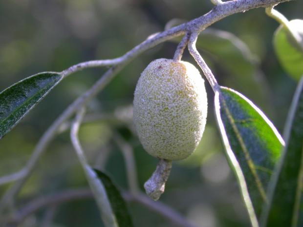 Elaeagnus angustifolia
