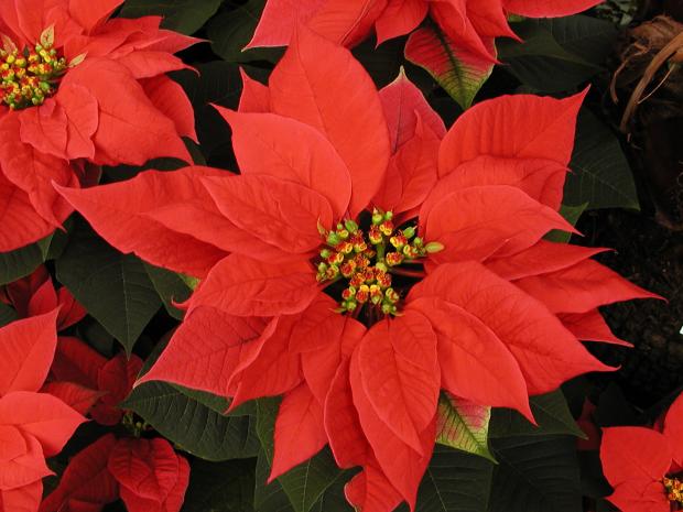 Euphorbia pulcherrima 'Sup Jibi Red'