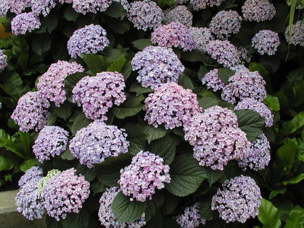 Hydrangea macrophylla
