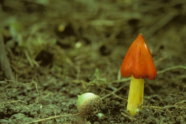 Hygrophorus conica syn. Hygrocybe conica