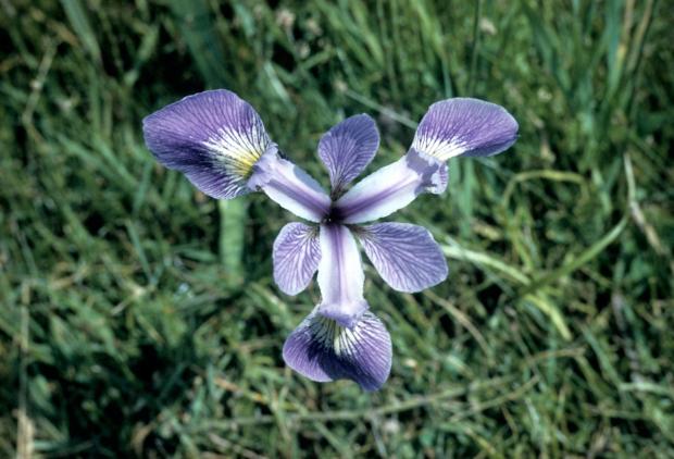Iris versicolor.