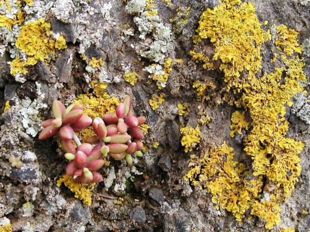 Lichen sur pin des Canaries.