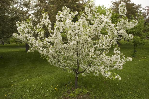 Malus sp.