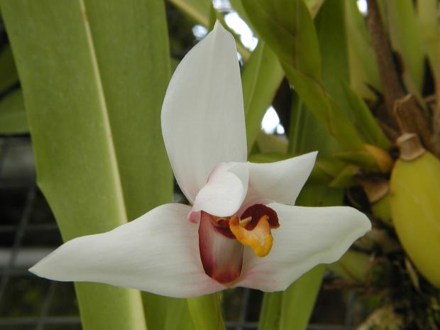 Maxillaria huebschii