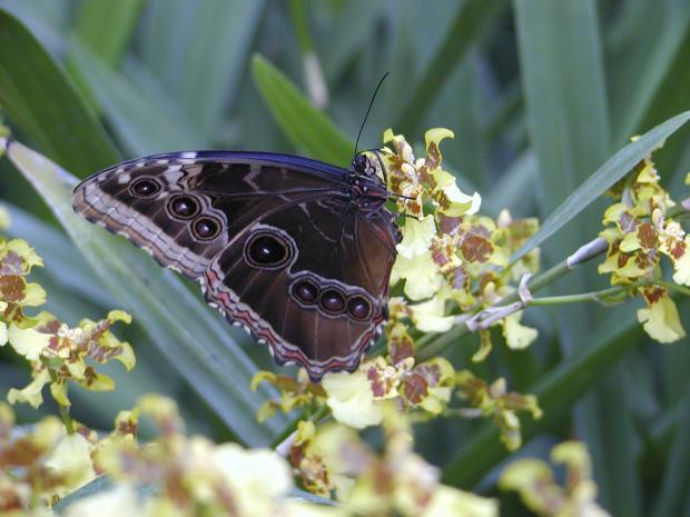 Morpho peleides, on an orchid