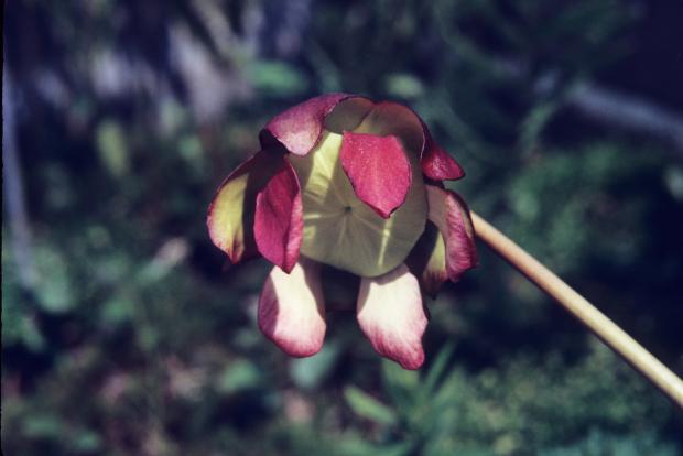 Sarracenia purpurea.