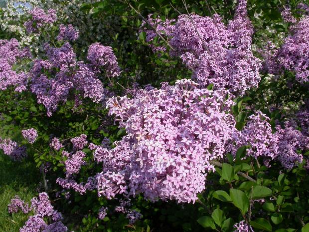 Syringa.
