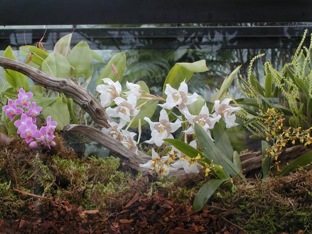 Terrarium