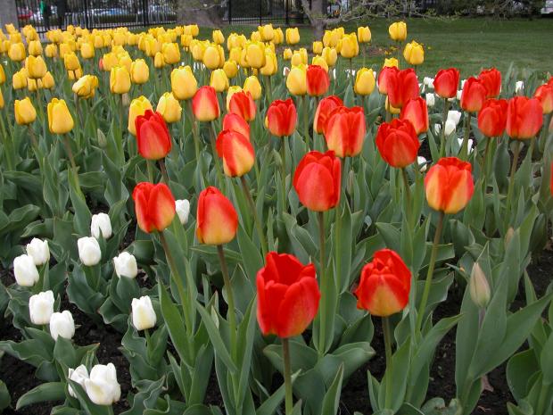Tulipa sp.