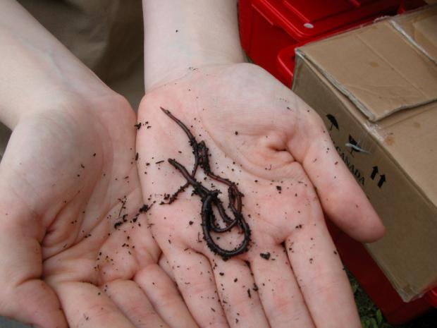 Vermicompostage.