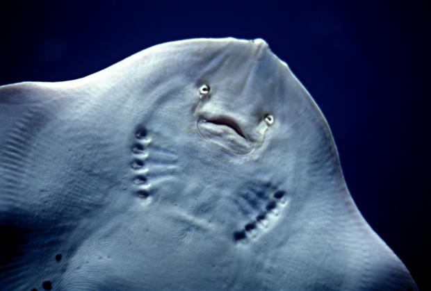 Thorny skate (Amblyraja radiata)