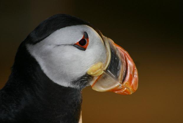Atlantic puffin