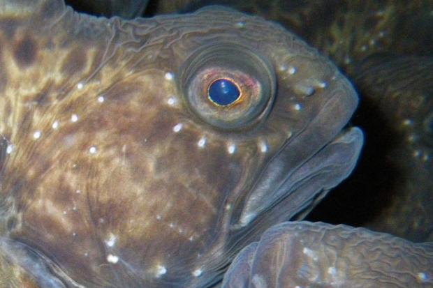Anarhichas minor