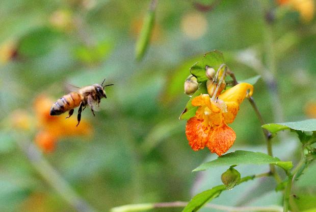 Bee homing in on a jewelweed flower