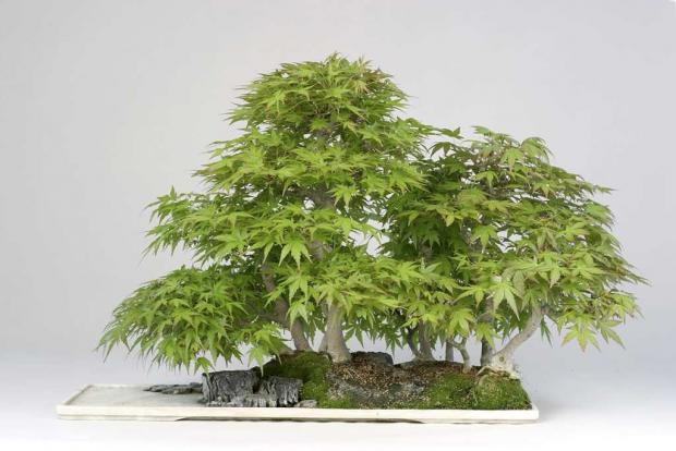 Acer palmatum ssp. matsumurae