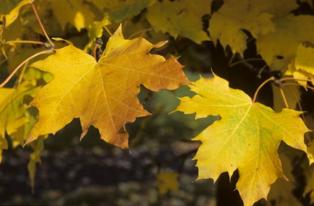 Acer platanoides 'Columnare' 