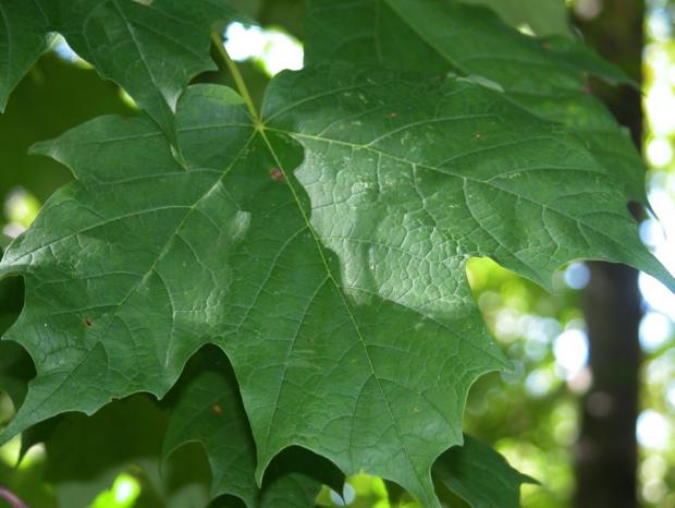 Acer saccharum.