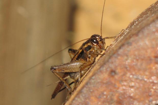 Acheta domesticus 
