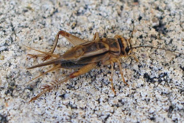 Acheta domestica